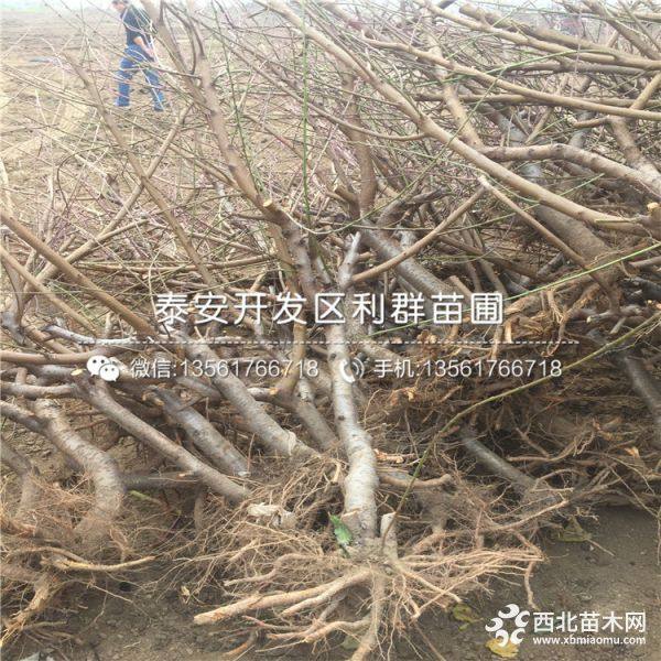 黑桃树苗、黑桃树苗价格、山东黑桃树苗基地