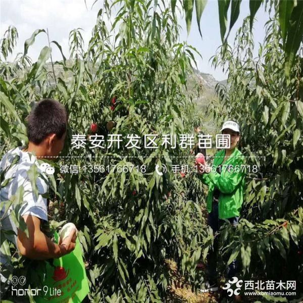 白如玉桃树苗价格、白如玉桃树苗多少钱一棵