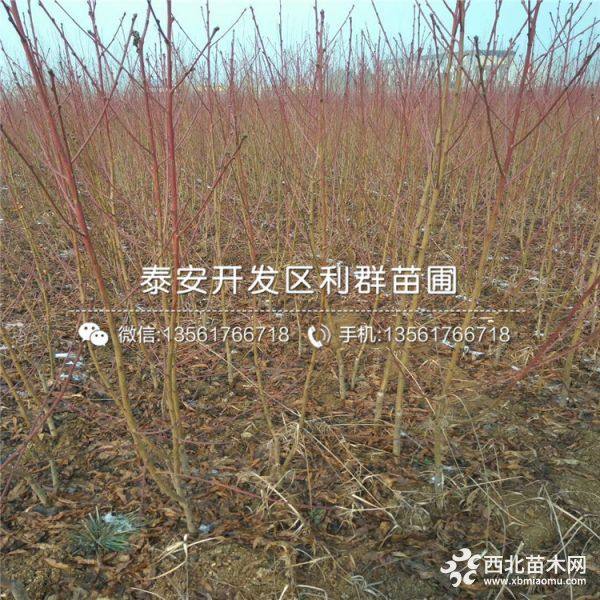 映霜红桃树苗、映霜红桃树苗多少钱一棵、映霜红桃树苗价格