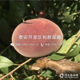 黑桃苗價(jià)格、2019年黑桃苗價(jià)格