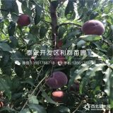 國慶脆紅桃樹苗、國慶脆紅桃樹苗價(jià)格