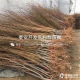 中華福桃樹苗、中華福桃樹苗價格、中華福桃樹苗基地