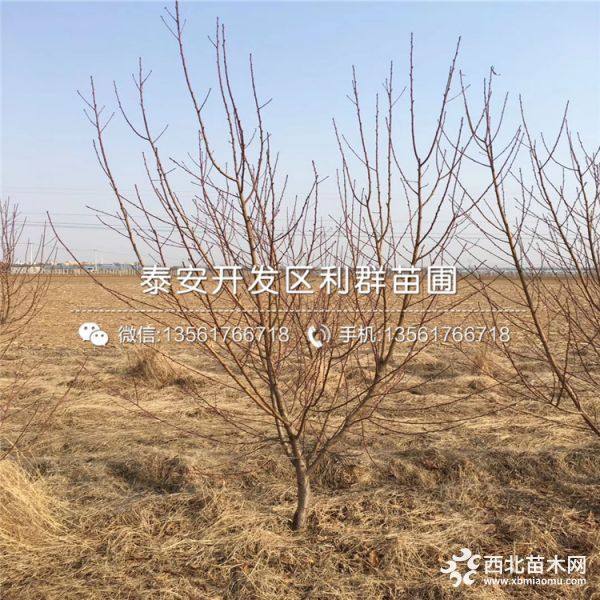 哪里有超早紅蜜桃樹苗出售、2019年超早紅蜜桃樹苗價(jià)格