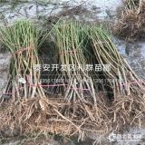 中蟠19號桃樹苗 基地新品種中蟠19號桃樹苗價格