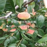 春艷桃樹(shù)苗、新品種春艷桃樹(shù)苗、春艷桃樹(shù)苗多少錢(qián)一棵