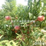 沂蒙霜紅桃樹苗、沂蒙霜紅桃樹苗價(jià)格