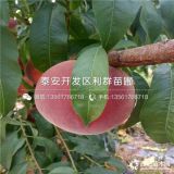 云南水蜜桃樹苗、云南水蜜桃樹苗價格多少