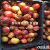 金秋紅蜜桃樹苗、金秋紅蜜桃樹苗價(jià)格及報(bào)價(jià)