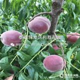 油蟠3-38號(hào)桃樹苗、油蟠3-38號(hào)桃樹苗價(jià)格多少