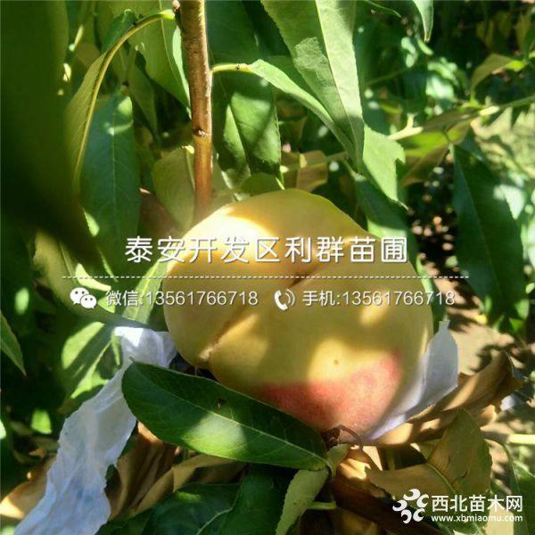 突围水蜜桃树苗、突围水蜜桃树苗价格