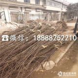 奥红一号梨树苗基地、出售奥红一号梨树苗批发基地