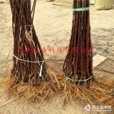 3公分鲁丽苹果树苗哪里有卖的的=新品种苹果苗哪里有价格多少