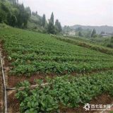 无菌草莓苗   草莓苗多少钱   那里有无菌草莓苗