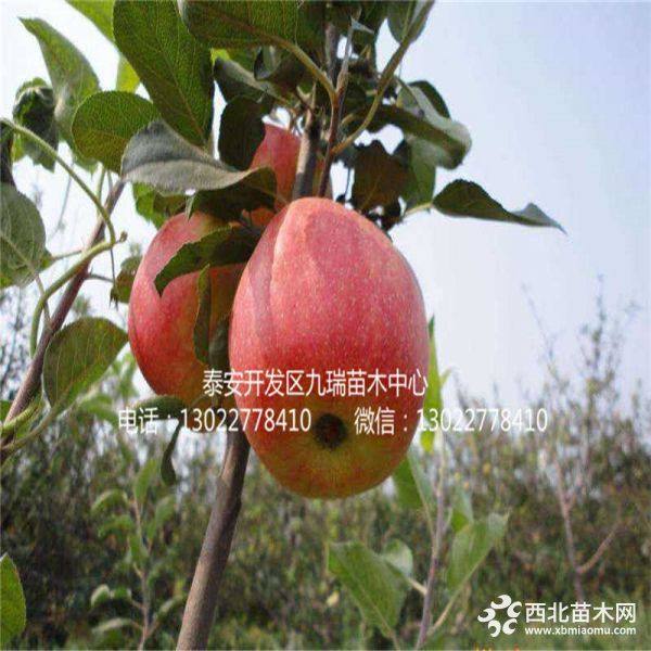 蜜脆蘋(píng)果苗出售、蜜脆蘋(píng)果苗基地、蜜脆蘋(píng)果苗價(jià)格