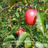 紅肉蘋果樹苗批發(fā)、紅肉蘋果樹苗基地、山東紅肉蘋果樹苗價(jià)格