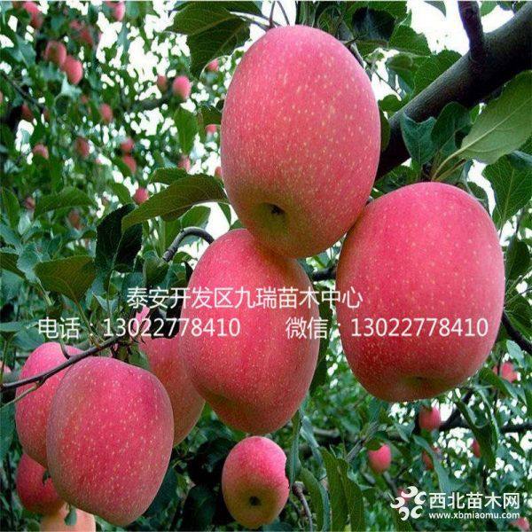 蜜脆蘋果樹苗報(bào)價(jià)、蜜脆蘋果樹苗價(jià)格、蜜脆蘋果樹苗基地