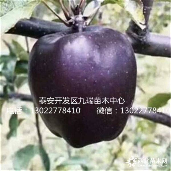 紅嘎啦蘋果苗價(jià)格、紅嘎啦蘋果苗基地