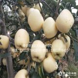 煙富0號蘋果苗今年價(jià)格、煙富0號蘋果苗出售價(jià)格