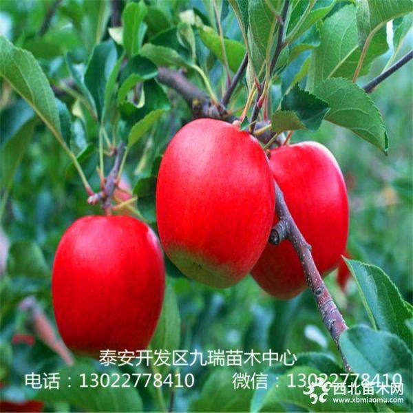 紅色之愛(ài)蘋(píng)果苗出售基地、紅色之愛(ài)蘋(píng)果苗價(jià)格及報(bào)價(jià)