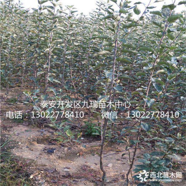 蜜脆蘋果苗出售、蜜脆蘋果苗基地、蜜脆蘋果苗價(jià)格