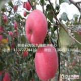 煙富6號(hào)蘋果苗價(jià)格、煙富6號(hào)蘋果苗繁育基地、煙富6號(hào)蘋果苗出售