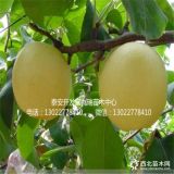 蜜脆蘋(píng)果苗、蜜脆蘋(píng)果苗基地、蜜脆蘋(píng)果苗價(jià)格