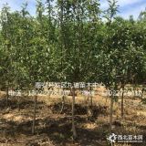 煙富0號(hào)蘋果苗購買、煙富0號(hào)蘋果苗多少錢