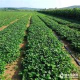 蒙特瑞草莓苗基地出售、供應(yīng)蒙特瑞草莓苗價格