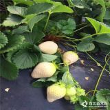 青皮无花果苗亩产多少斤-一年青皮无花果苗价格