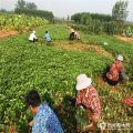 豐香草莓苗、豐香草莓苗批發(fā)及基地