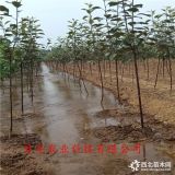 苹果苗哪里有=新品种苹果树苗出售价格、哪里卖鲁丽苹果苗