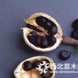 文冠果苗經(jīng)濟(jì)效益如何？一畝種植多少棵？一畝收入多少錢