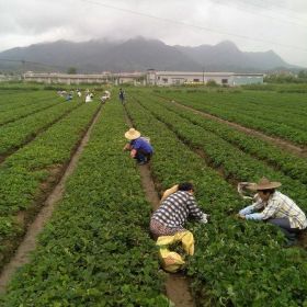 桃熏草莓苗，白肉草莓苗品种价格