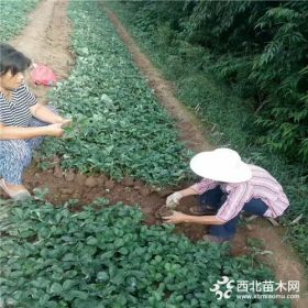 草莓苗品种，红颜、法兰地草莓苗市场