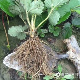 什么地方卖香蕉品种草莓苗 香蕉品种草莓苗哪家好