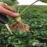 哪里买白果草莓苗 白果草莓苗批发价格