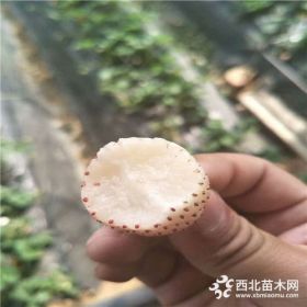 一年红颜草莓苗，红颜草莓苗哪里便宜