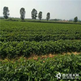 什么地方卖红颜草莓苗 红颜草莓苗哪里品质好