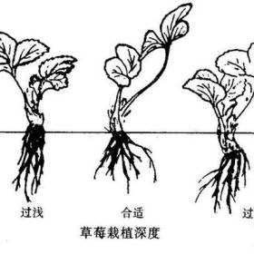 哪里批发丰香草莓苗 丰香草莓苗培育基地