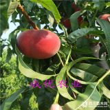 市面桃苗哪個(gè)品種好,哪里賣優(yōu)質(zhì)桃苗價(jià)格多少