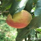 市面桃苗哪個(gè)品種好,當(dāng)年結(jié)果桃樹苗出售基地