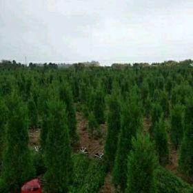 蜀檜 蜀檜基地 塔柏 塔柏基地 大葉女貞基地 紅葉石楠球龍柏