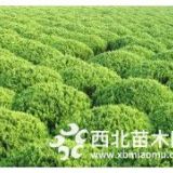 河北側(cè)柏種植基地，雄偉蒼勁巍峨挺拔