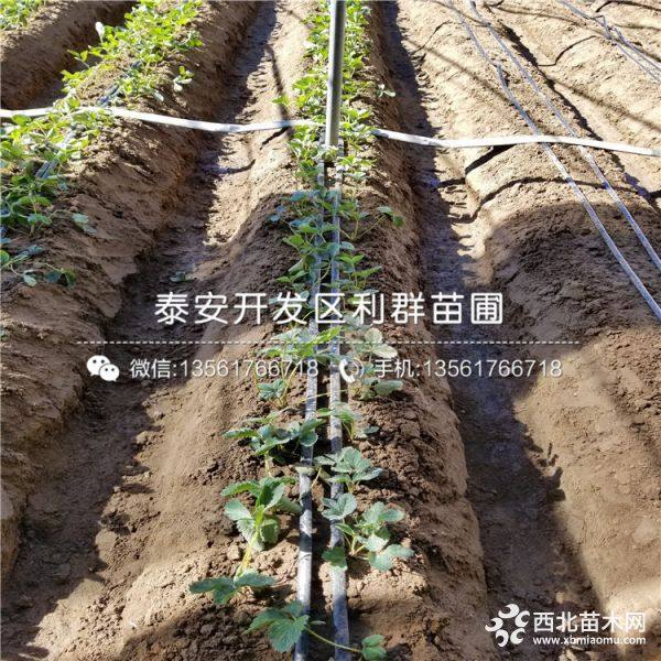 红颜草莓苗、红颜草莓苗多少钱一棵、红颜草莓苗基地