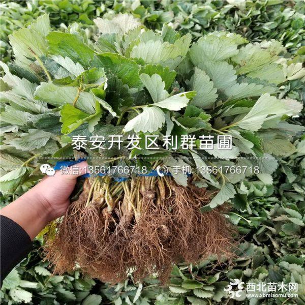 豐香草莓苗 豐香草莓苗價格