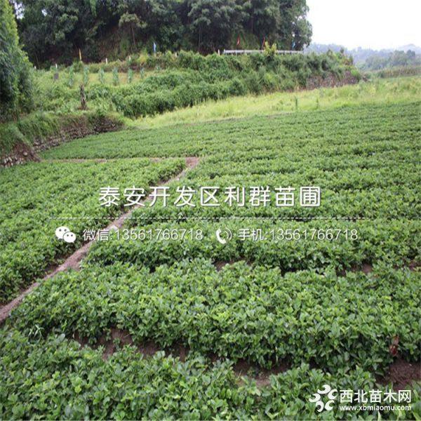 天仙醉草莓苗报价 2019年天仙醉草莓苗价格