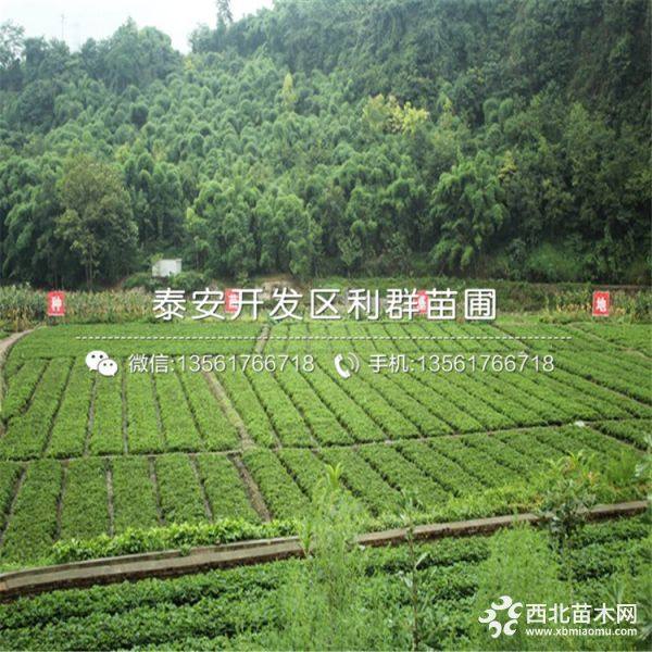 拉松6号草莓苗 拉松6号草莓苗价格及报价