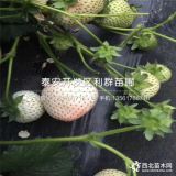 奶油草莓苗、奶油草莓苗批發(fā)