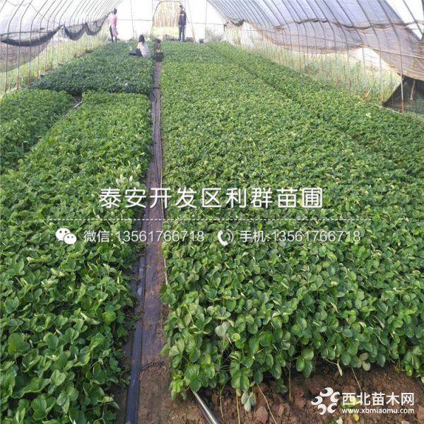 蒙特瑞草莓苗、蒙特瑞草莓苗价格、蒙特瑞草莓苗基地