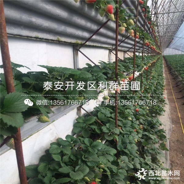 草莓苗 草莓苗价格多少 草莓苗基地